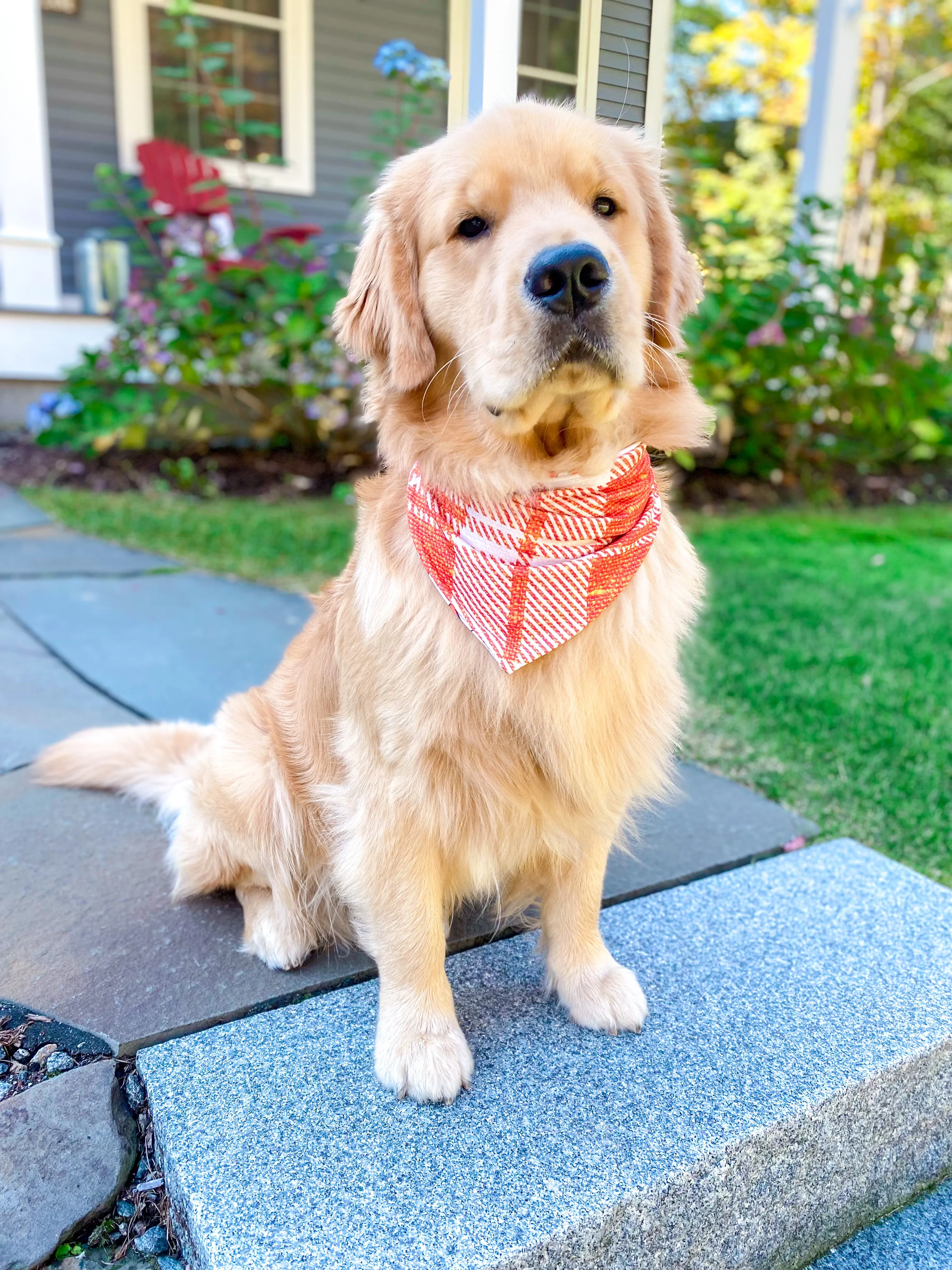 Pumpkin Spice Bandana